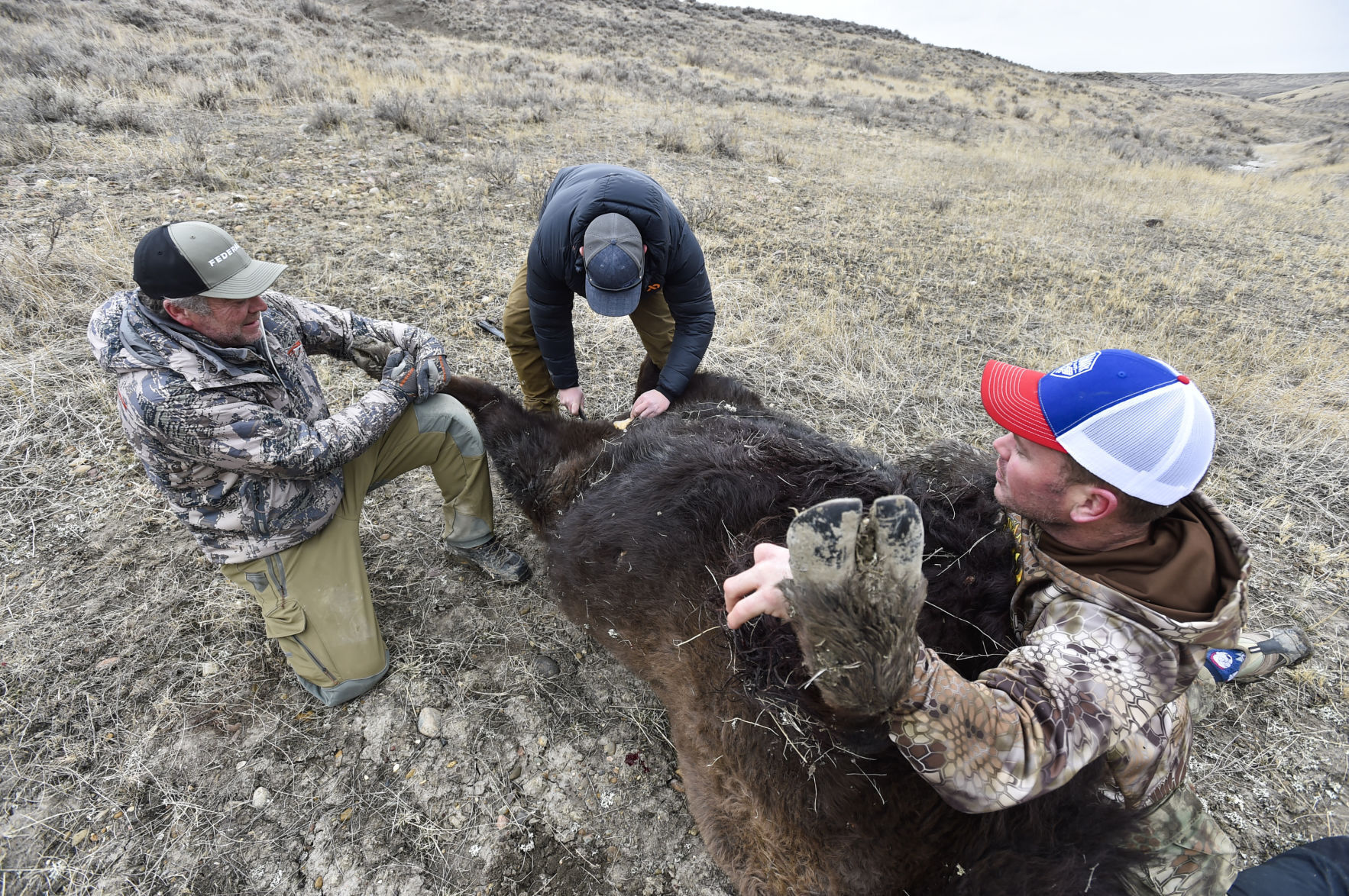 APR Bison Harvest